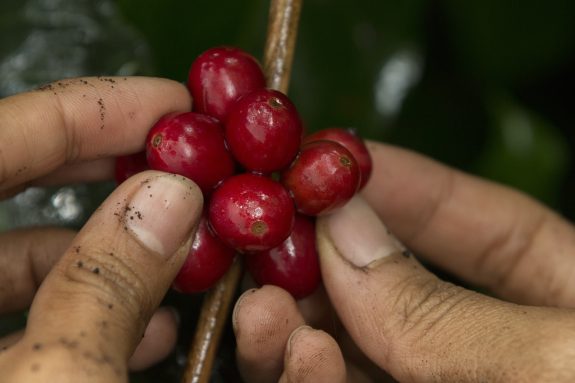 ¡Buscamos recolectores de café!