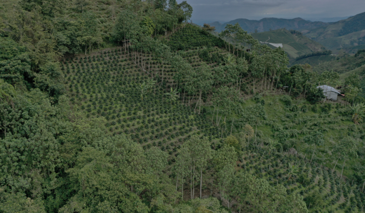 finca cafetal cultivos de café